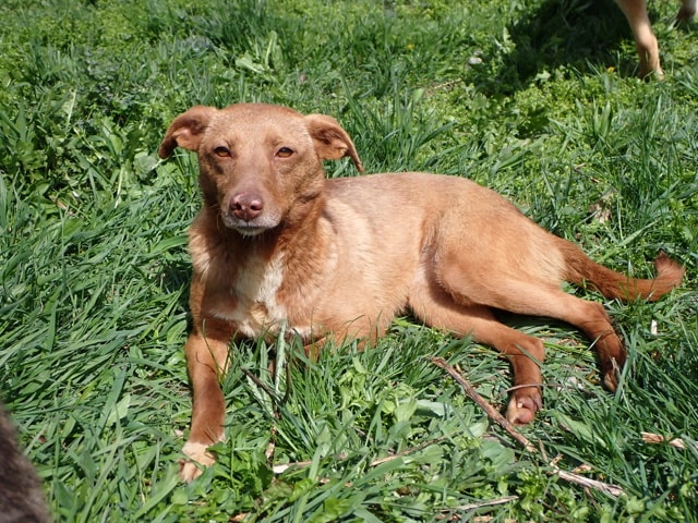 Lipova, chien à l'adoption chez Remember Me France