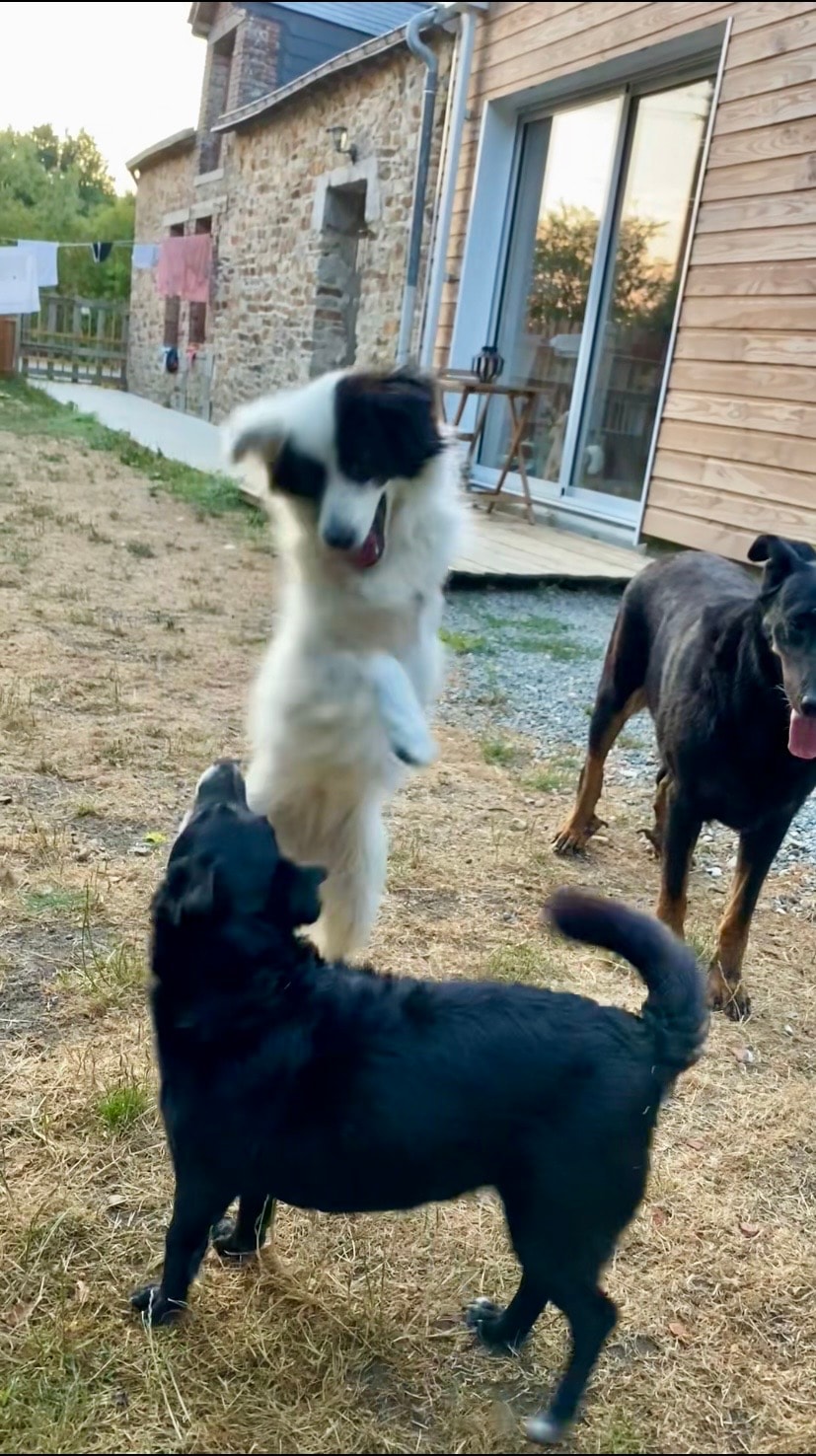 Lizzy, chien à l'adoption chez Remember Me France