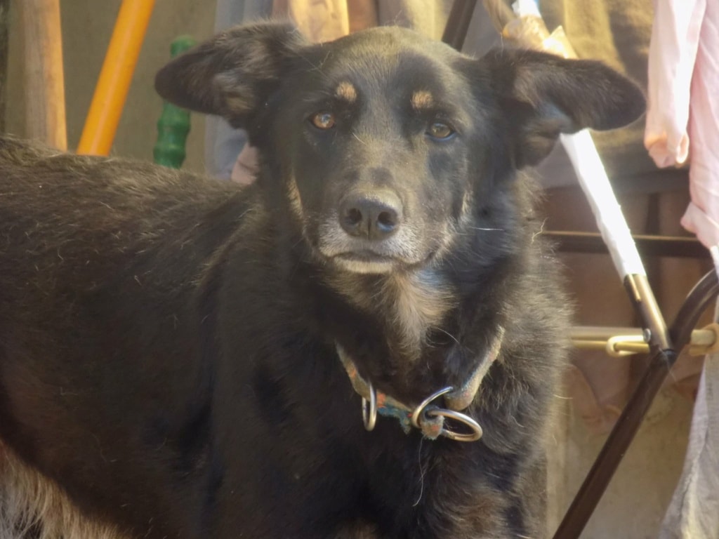 Loki, dog for adoption at Remember Me France