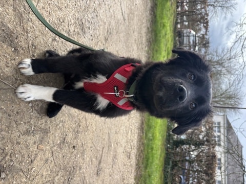 Loky, chien à l'adoption chez Remember Me France
