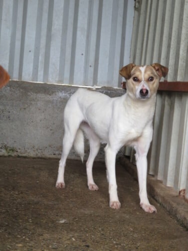 Lottie, chien à l'adoption chez Remember Me France