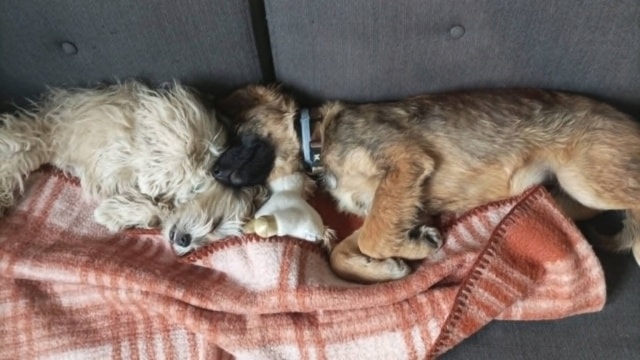 Lou, chien à l'adoption chez Remember Me France