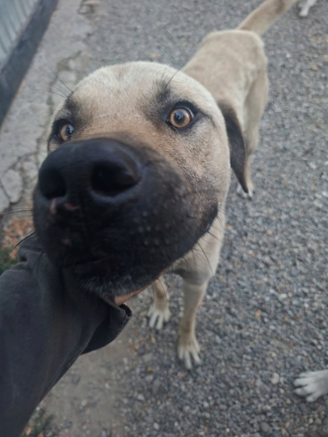 Louki, chien à l'adoption chez Remember Me France