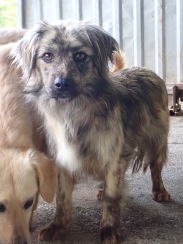 Louloute, chien à l'adoption chez Remember Me France