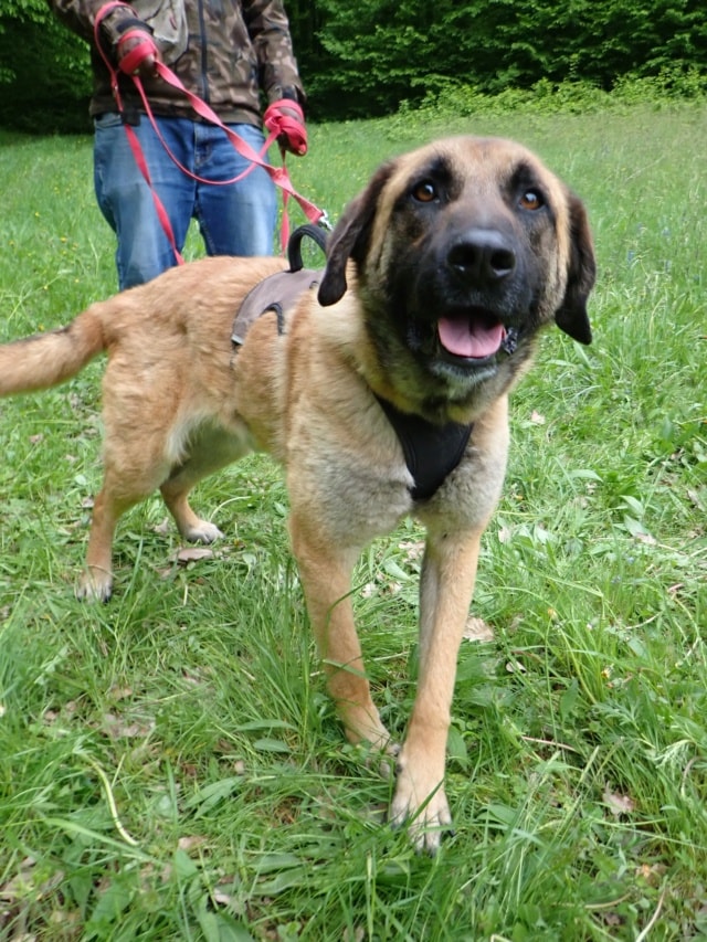 Ludwig, dog for adoption at Remember Me France