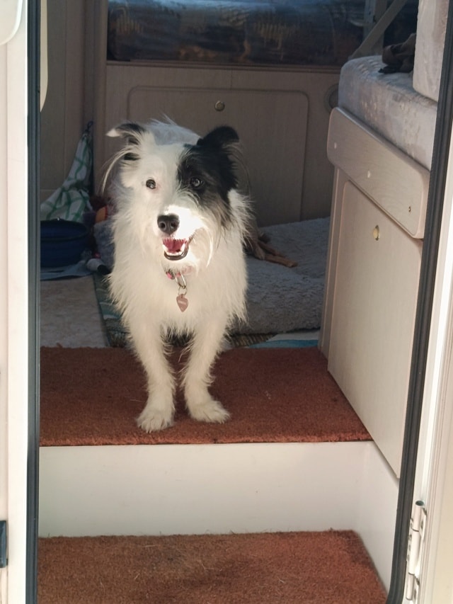 Lugia, chien à l'adoption chez Remember Me France