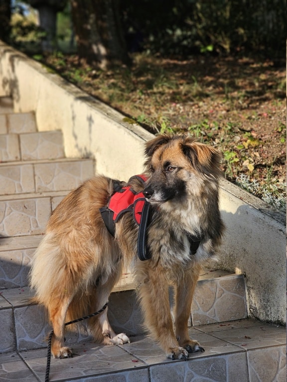 Lulu, dog for adoption at Remember Me France