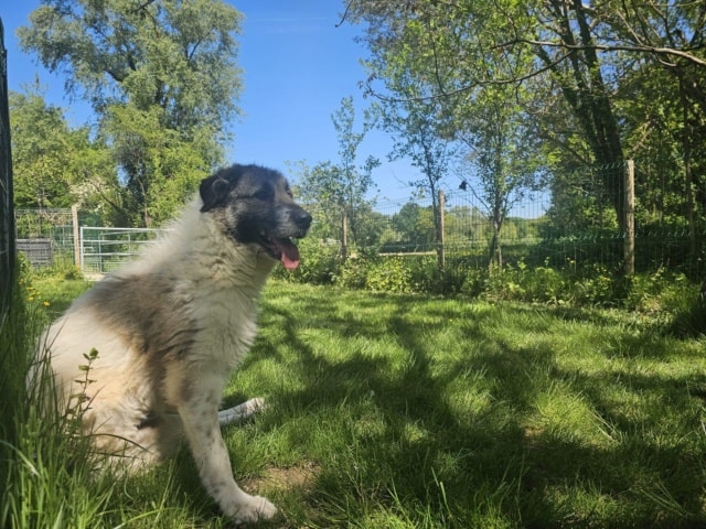 Lulubelle, a dog rescued by Remember Me France