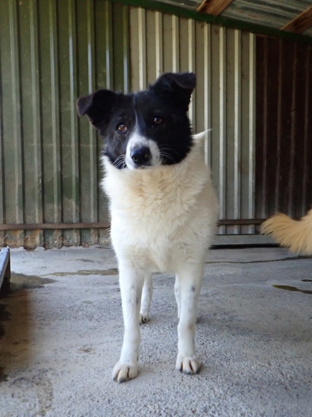 Luma, dog for adoption at Remember Me France
