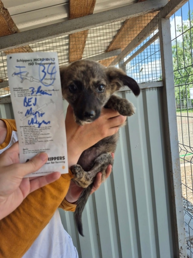 Lunaya, chien à l'adoption chez Remember Me France
