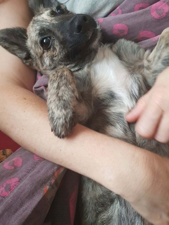 Lunaya, chien à l'adoption chez Remember Me France