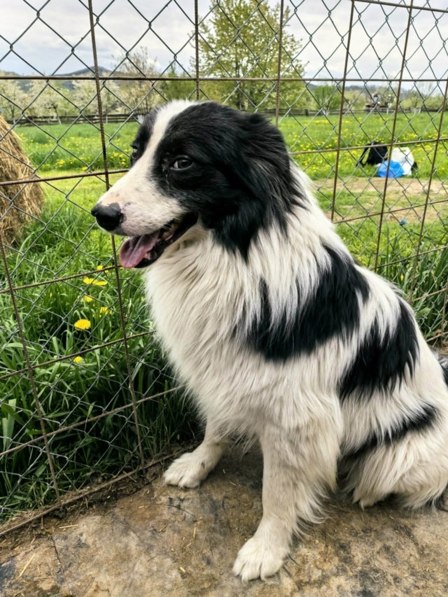 Lush, dog for adoption at Remember Me France