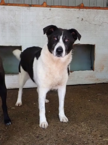 Lyly, chien à l'adoption chez Remember Me France