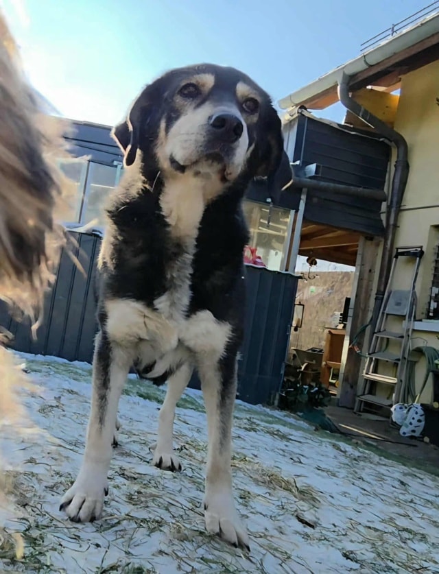 Magica, chien à l'adoption chez Remember Me France