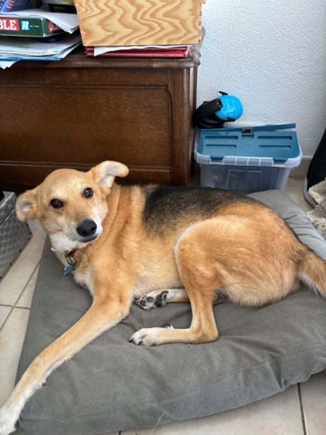 Mako, chien à l'adoption chez Remember Me France