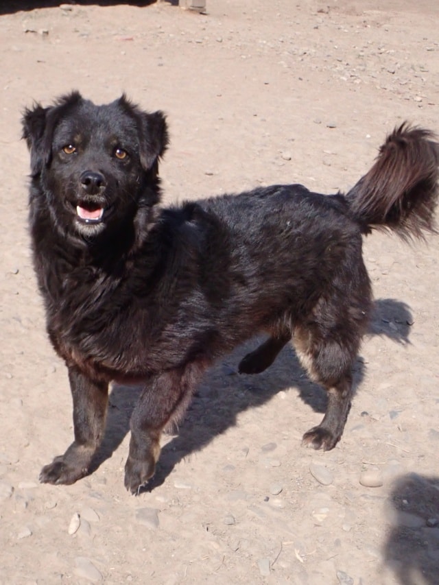 Mamour, dog for adoption at Remember Me France