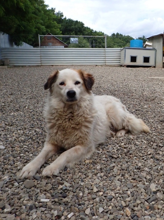 Mandragore, chien à l'adoption chez Remember Me France