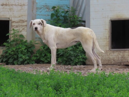 Mappy, chien à l'adoption chez Remember Me France