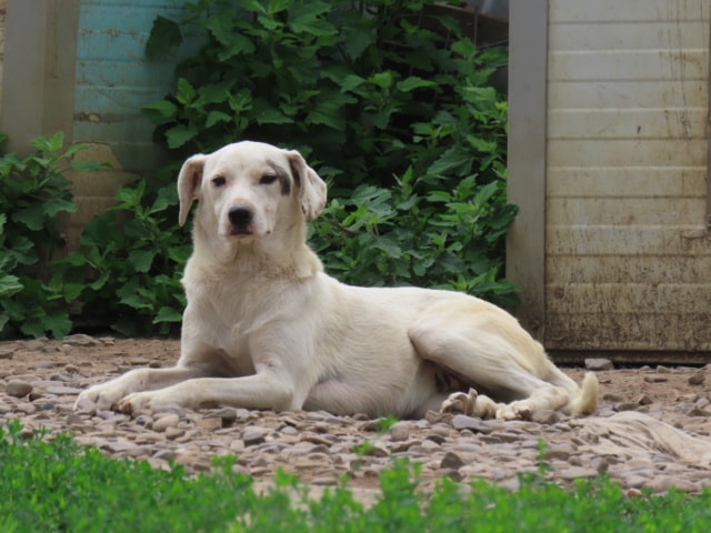 Mappy, dog for adoption at Remember Me France