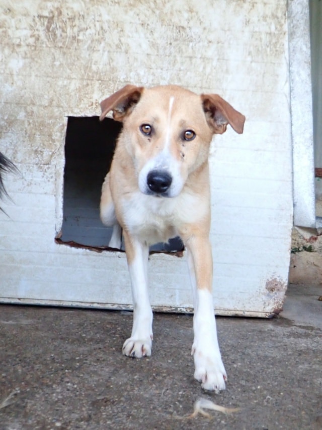 Marghioala, chien à l'adoption chez Remember Me France
