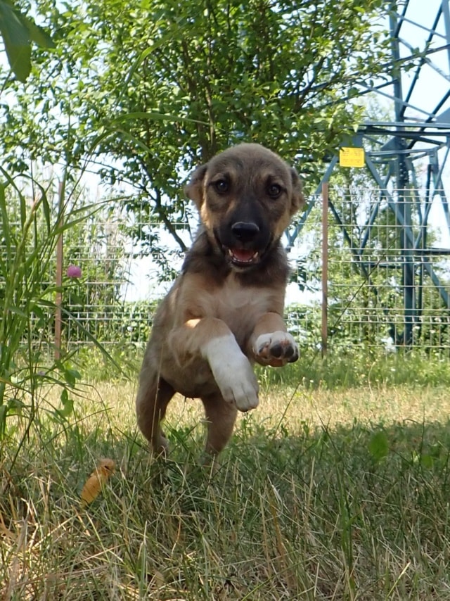 Mavie, chien à l'adoption chez Remember Me France