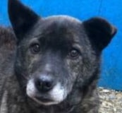 Maxx, chien à l'adoption chez Remember Me France
