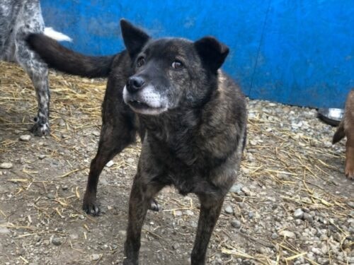 Maxx, chien à l'adoption chez Remember Me France
