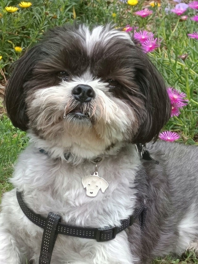 Maxx, chien sauvé par Remember Me France