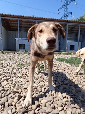 Meadows, dog for adoption at Remember Me France