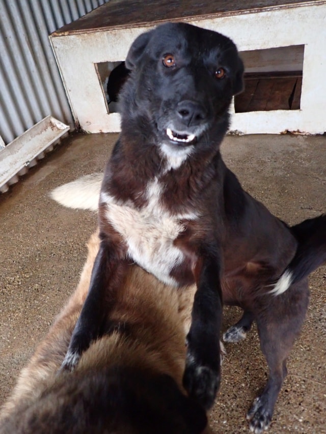 Meii, dog for adoption at Remember Me France