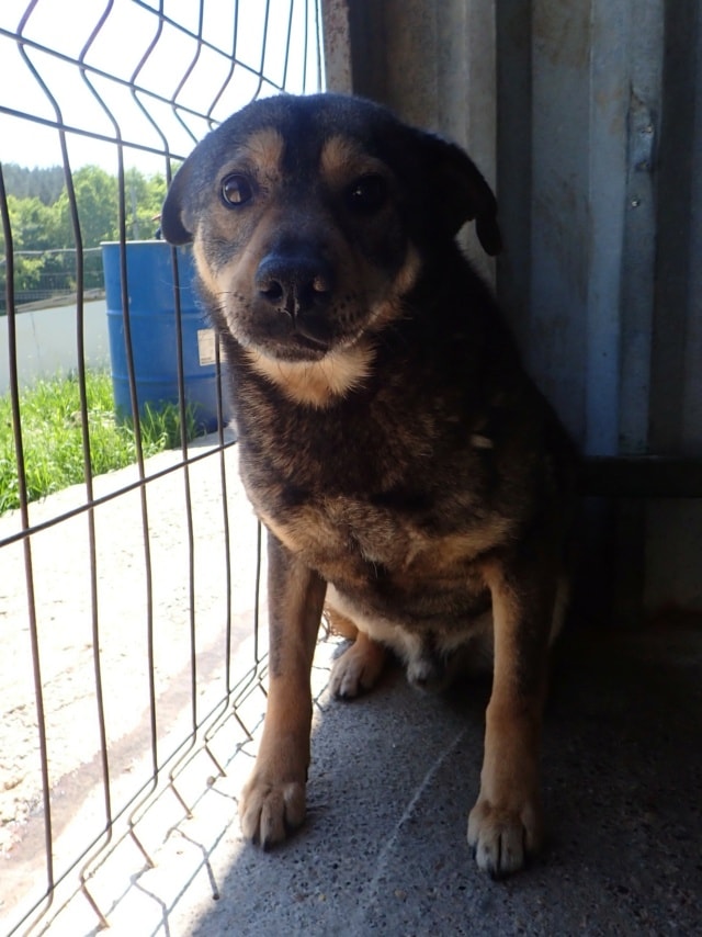 Melchior, chien à l'adoption chez Remember Me France