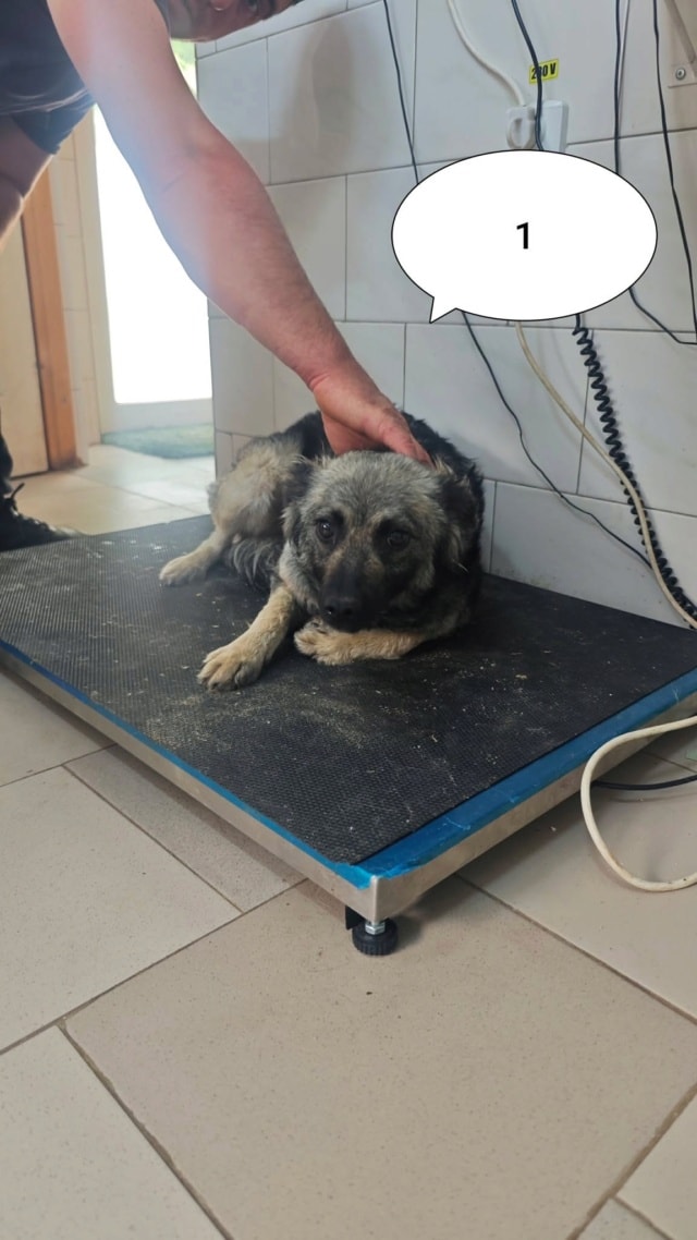 Melyra, chien à l'adoption chez Remember Me France