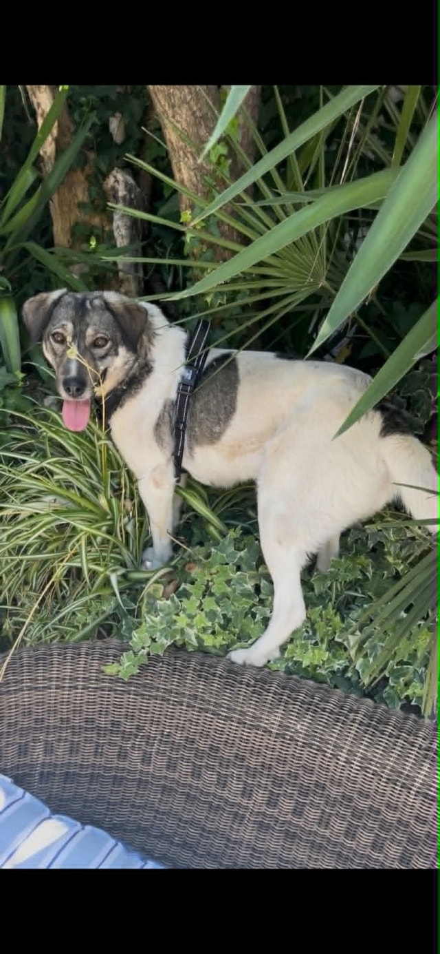 Meredith, chien à l'adoption chez Remember Me France