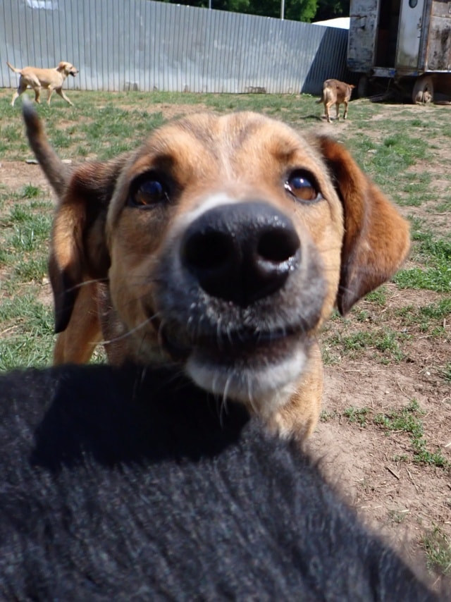 Merlin, chien à l'adoption chez Remember Me France