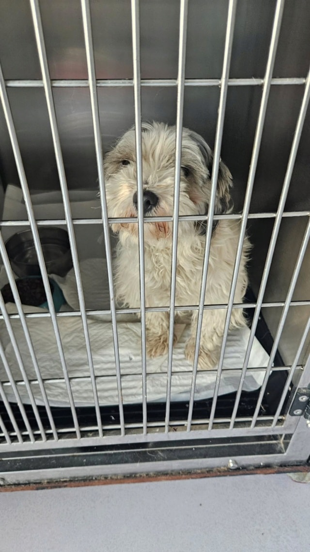 Miaa, chien à l'adoption chez Remember Me France