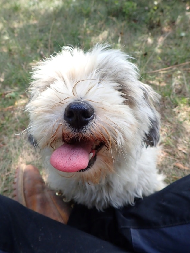 Miaa, chien à l'adoption chez Remember Me France