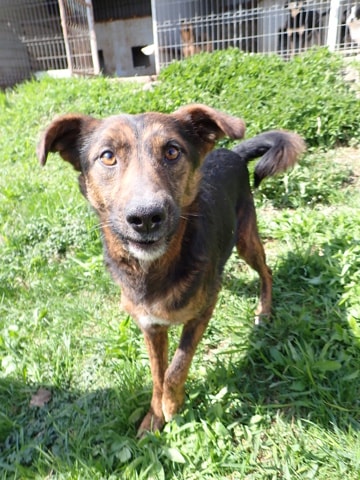 Michoco, chien à l'adoption chez Remember Me France