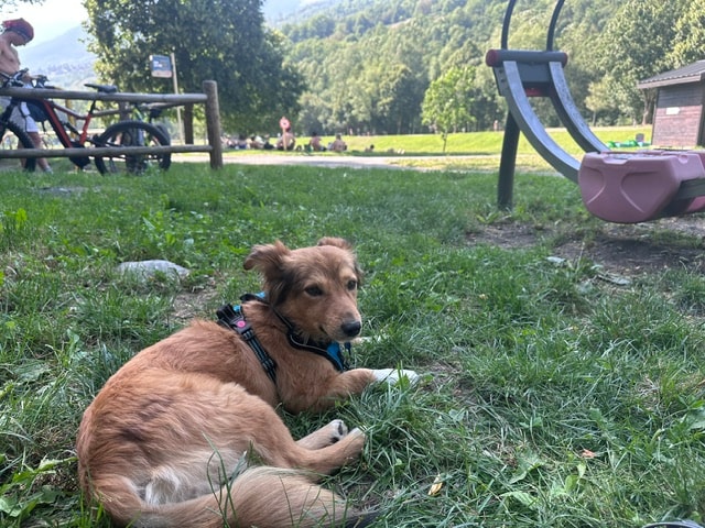 Miglou, chien à l'adoption chez Remember Me France