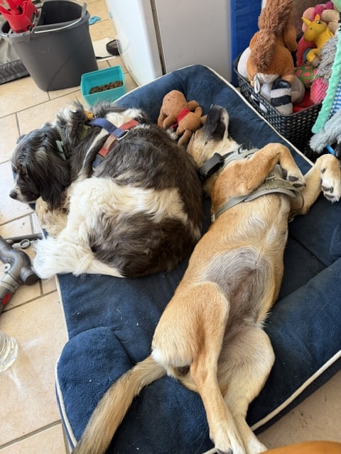 Mila, chien à l'adoption chez Remember Me France