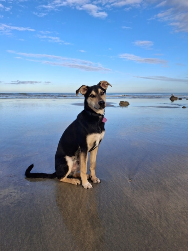 Milo, chien à l'adoption chez Remember Me France