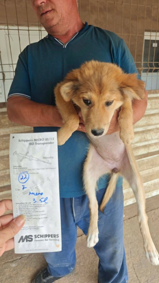 Mirela, chien à l'adoption chez Remember Me France