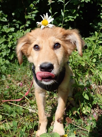 Mirela, chien à l'adoption chez Remember Me France