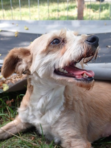 Misty, chien à l'adoption chez Remember Me France