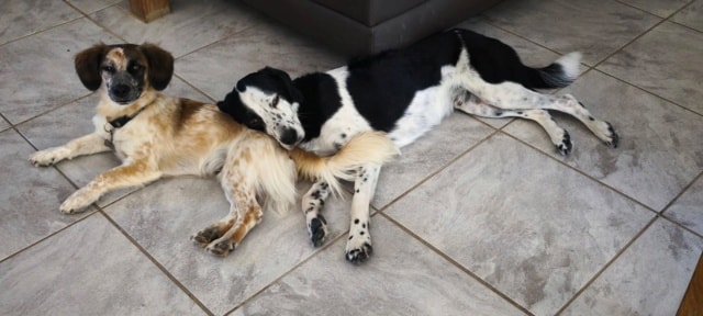 Mitchi, dog for adoption at Remember Me France