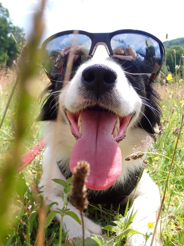 Mononoké, chien à l'adoption chez Remember Me France