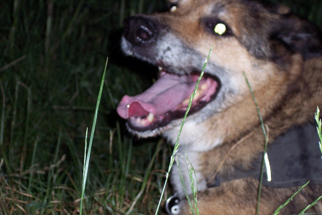 Monsieur, chien à l'adoption chez Remember Me France