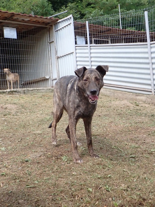 Montana, chien à l'adoption chez Remember Me France