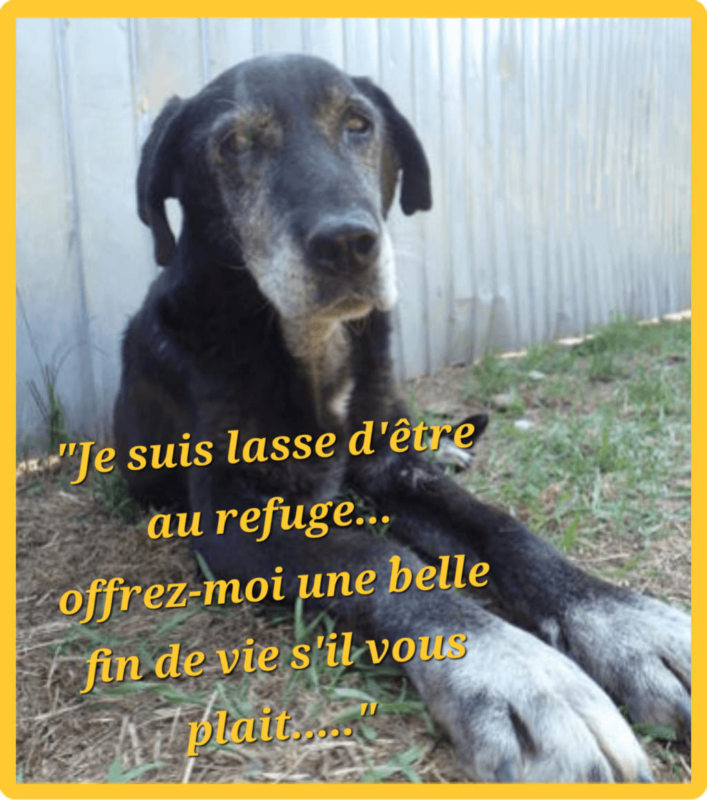 Moon, dog for adoption at Remember Me France