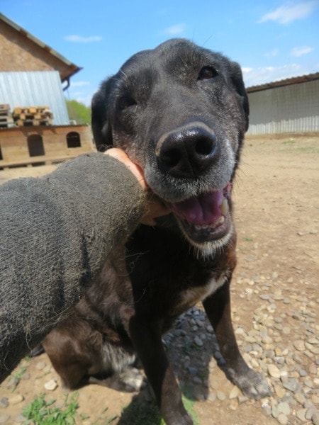 Moon, chien à l'adoption chez Remember Me France