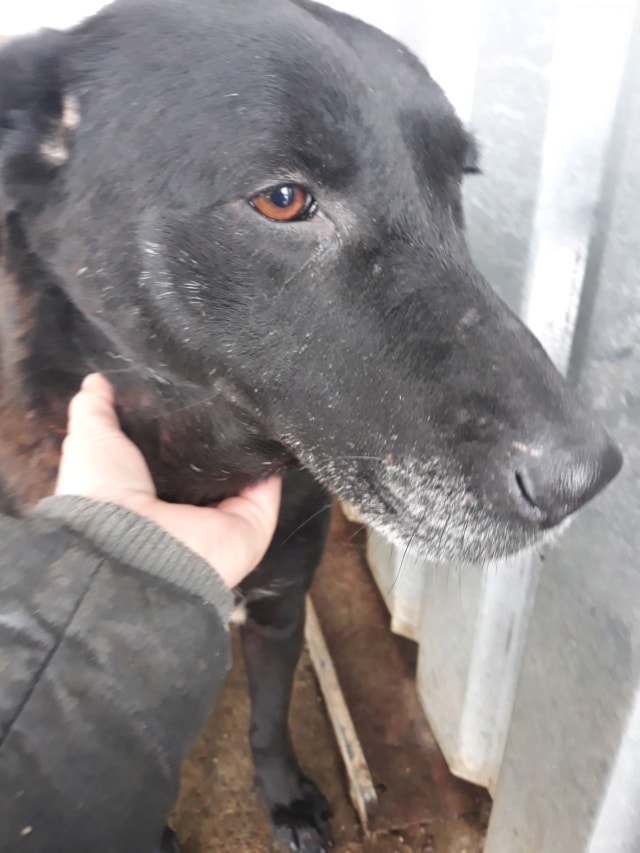 Moon, dog for adoption at Remember Me France